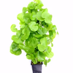 MUTTERPFLANZE Brasilianischer Wassernabel / Hydrocotyle Leucocephala