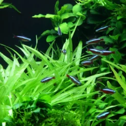 1-2-GROW! Breitblättrige Zwergamazonas / Helanthium 'Quadricostatus'