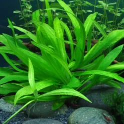 1-2-GROW! Breitblättrige Zwergamazonas / Helanthium 'Quadricostatus' -Hobby Verkäufe 68TC T 1 3