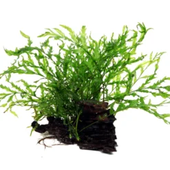 Kongo Wasserfarn Auf Wurzel / Bolbitis Heudelotii Auf Einer Wurzel