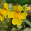 Gelbe Gauklerblume / Mimulus Luteus Im 9x9 Cm Topf -Hobby Verkäufe 720Wo 1 1