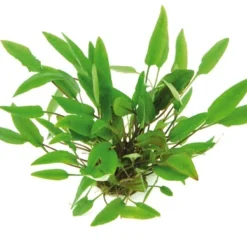 Geflammt Braunblättriger Wasserkelch / Cryptocoryne Affinis