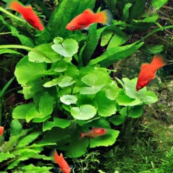 Brasilianischer Wassernabel / Hydrocotyle Leucocephala Im Topf