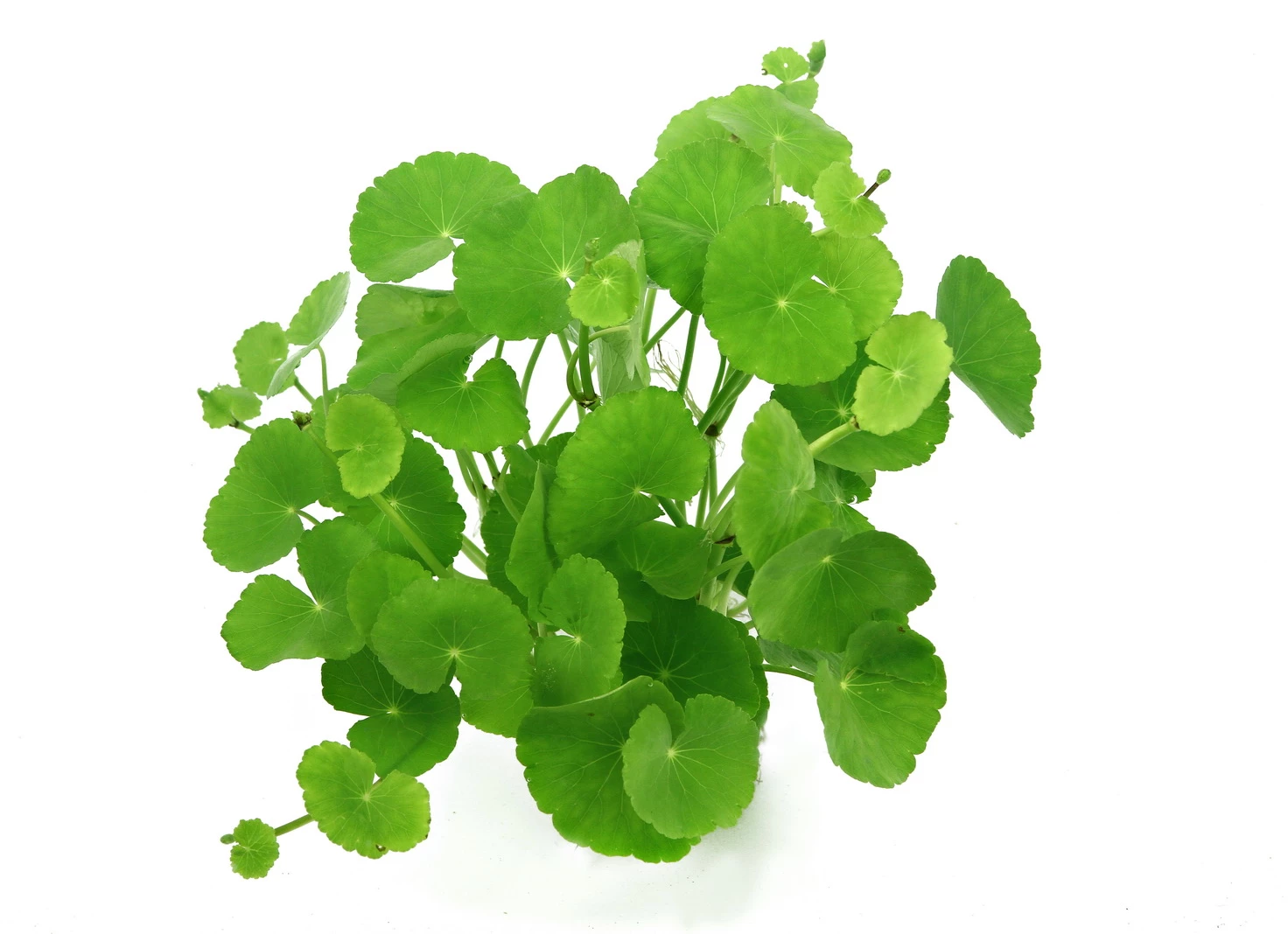 Brasilianischer Wassernabel / Hydrocotyle Leucocephala Im Topf 4 Brasilianischer Wassernabel / Hydrocotyle Leucocephala Im Topf – Bild 2