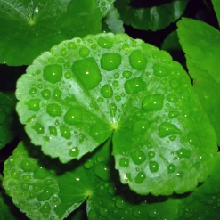 Brasilianischer Wassernabel / Hydrocotyle Leucocephala Im Topf 9 Brasilianischer Wassernabel / Hydrocotyle Leucocephala Im Topf -Hobby Verkäufe 797DE 1 4