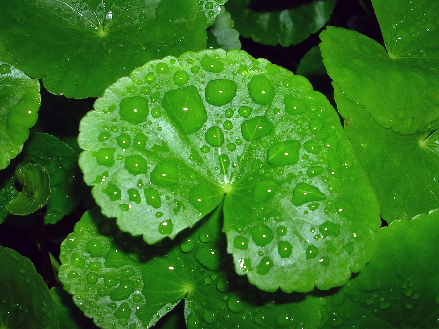 Brasilianischer Wassernabel / Hydrocotyle Leucocephala Im Topf 5 Brasilianischer Wassernabel / Hydrocotyle Leucocephala Im Topf – Bild 3