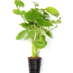 Brasilianischer Wassernabel / Hydrocotyle Leucocephala Im Topf 10 Brasilianischer Wassernabel / Hydrocotyle Leucocephala Im Topf -Hobby Verkäufe 797DE 1 5