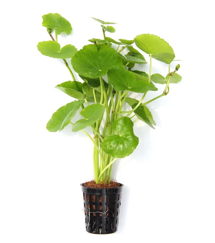 Brasilianischer Wassernabel / Hydrocotyle Leucocephala Im Topf 6 Brasilianischer Wassernabel / Hydrocotyle Leucocephala Im Topf – Bild 4