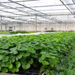 Brasilianischer Wassernabel / Hydrocotyle Leucocephala Im Topf 11 Brasilianischer Wassernabel / Hydrocotyle Leucocephala Im Topf -Hobby Verkäufe 797DE 1 6