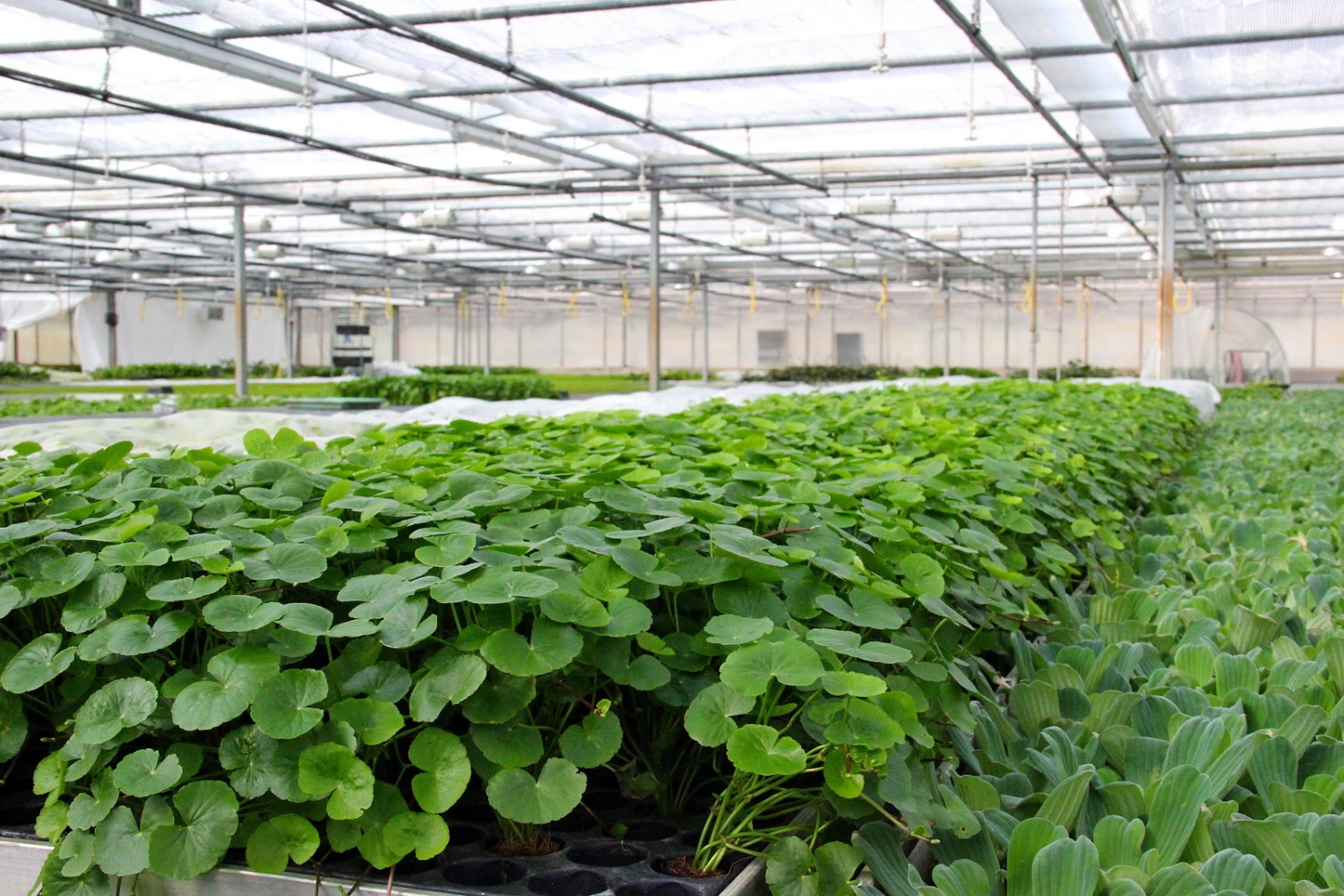 Brasilianischer Wassernabel / Hydrocotyle Leucocephala Im Topf 7 Brasilianischer Wassernabel / Hydrocotyle Leucocephala Im Topf – Bild 5