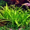 1-2-GROW! Kleines Flutendes Pfeilkraut / Sagittaria Subulata (sabulata) Von TROPICA 2 1-2-GROW! Kleines Flutendes Pfeilkraut / Sagittaria Subulata (sabulata) Von TROPICA -Hobby Verkäufe 79TC T 1 2
