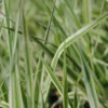 Rohrglanzgras, Weiß-gestreift / Phalaris Arundinacea 'Picta' Im 9x9 Cm Topf -Hobby Verkäufe 850Wo 1 1