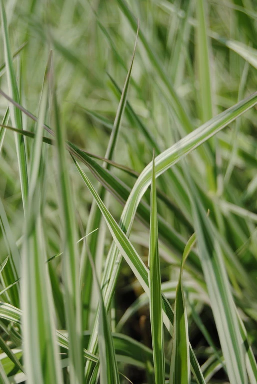 Rohrglanzgras, Weiß-gestreift / Phalaris Arundinacea 'Picta' Im 9x9 Cm Topf 3 Rohrglanzgras, Weiß-gestreift / Phalaris Arundinacea 'Picta' Im 9x9 Cm Topf