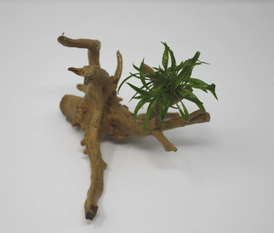 Weisslicher Wasserkelch-Spiderwood / Künstliche Nano-Moorwurzel Mit Cryptocoryne Costata Albida Rot 3 Weisslicher Wasserkelch-Spiderwood / Künstliche Nano-Moorwurzel Mit Cryptocoryne Costata Albida Rot