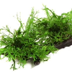 XL Wurzel Mit Javafarn Windelov /Microsorum Pteropus