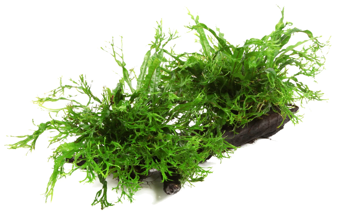 XL Wurzel Mit Javafarn Windelov /Microsorum Pteropus 3 XL Wurzel Mit Javafarn Windelov /Microsorum Pteropus