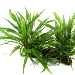 XL Wurzel Mit Javafarn / Microsorum Pteropus Auf Wurzel Gr. XL