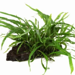 Wurzel Mit Schmalblättrigem Javafarn / Microsorum Pteropus Narrow Auf Wurzel