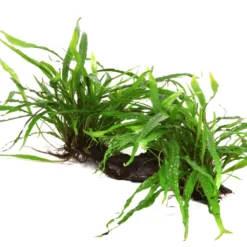 XL Wurzel Mit Schmalblättrigem Javafarn / Microsorum Pteropus Narrow Auf Wurzel