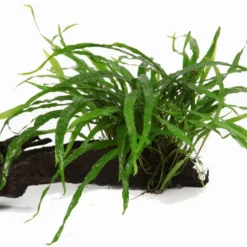 Wurzel+Saugnapf Mit Schmalblättrigem Javafarn / Microsorum Pt. Narrow Auf Wurzel+Sauger