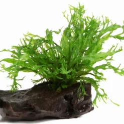 Nano-Wurzel+Saugnapf Mit Javafarn Windelov /Microsorum Pt. Windelov Auf Wurzel+Sauger