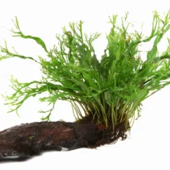 Wurzel+Saugnapf Mit Javafarn Windelov /Microsorum Pt. Windelov Auf Wurzel+Sauger