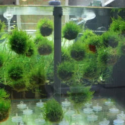 Biosphären - Ball Mit Javamoos - Grüne See-Minen, Moos