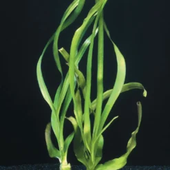 MUTTERPFLANZE Thailändische Wasserlilie / Crinum Thaianum