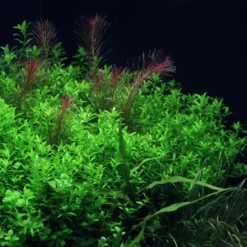 *NEU* Quirlblättriges Perlenkraut / Hemianthus Glomeratus