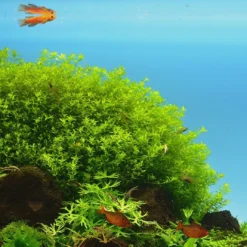 *NEU* Quirlblättriges Perlenkraut / Hemianthus Glomeratus -Hobby Verkäufe 943DE 1 10