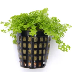 *NEU* Quirlblättriges Perlenkraut / Hemianthus Glomeratus -Hobby Verkäufe 943DE 1 4