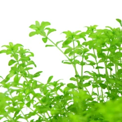 *NEU* Quirlblättriges Perlenkraut / Hemianthus Glomeratus -Hobby Verkäufe 943DE 1 6