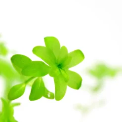 *NEU* Quirlblättriges Perlenkraut / Hemianthus Glomeratus -Hobby Verkäufe 943DE 1 8