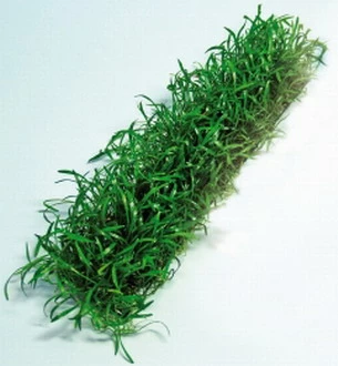 Lilaeopsis Brasiliensis Stretchpad / Brasilianische Graspflanze - Dichte Matte 18 X 3 Cm 3 Lilaeopsis Brasiliensis Stretchpad / Brasilianische Graspflanze - Dichte Matte 18 X 3 Cm