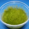 In-Vitro Kriechendes Stumpfdeckelmoos (Nano Moss) / Amblystegium Serpens