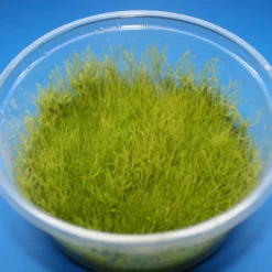 In-Vitro Kriechendes Stumpfdeckelmoos (Nano Moss) / Amblystegium Serpens