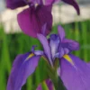 Japanische Sumpf-Schwertlilie / Iris Kaempferi Blau -Hobby Verkäufe B 013BA 1 1