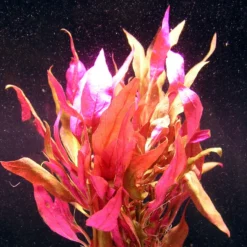 MUTTERPFLANZE Rosablättriges Papageienblatt / Alternanthera Reineckii PINK - Roseafolia -Hobby Verkäufe B006PP 1 2