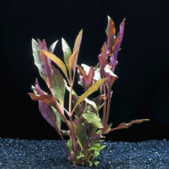 MUTTERPFLANZE Rosablättriges Papageienblatt / Alternanthera Reineckii PINK - Roseafolia -Hobby Verkäufe B006PP 1 3