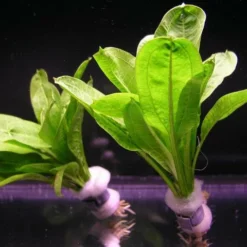 Samolus Schwertpflanze / Echinodorus Pariflorus TROPICA