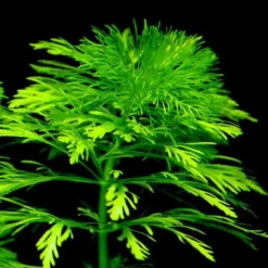 Kleine Ambulia - Blütenstielloser Sumpffreund / Limnophila Sessiliflora -Hobby Verkäufe B056PP 1 2