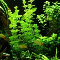 Kleine Ambulia - Blütenstielloser Sumpffreund / Limnophila Sessiliflora -Hobby Verkäufe B056PP 1 3
