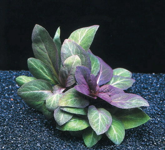 Kardinalslobelie / Lobelia Cardinalis 3 Kardinalslobelie / Lobelia Cardinalis