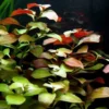 Rote Ludwigia / Ludwigia Repens Im Topf -Hobby Verkäufe B058PP 1
