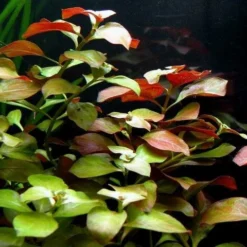 Rote Ludwigia / Ludwigia Repens Im Topf