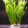 Große Wasserschraube / Vallisneria Americana - Asiatica Im Bund -Hobby Verkäufe B087PP 1 1