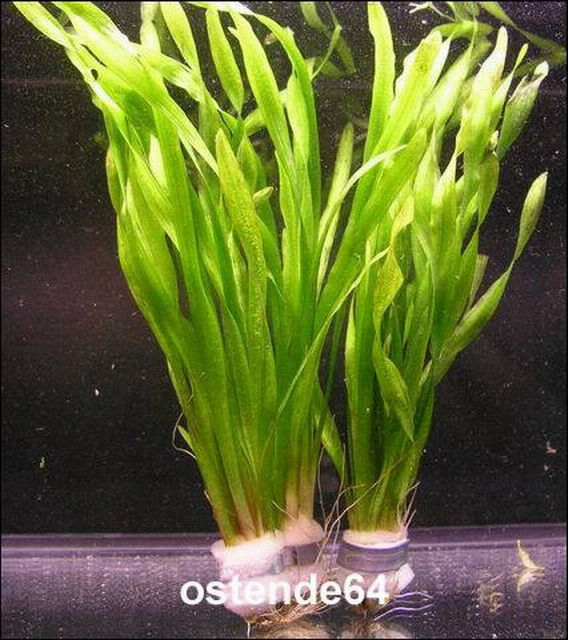 Große Wasserschraube / Vallisneria Americana - Asiatica Im Bund 3 Große Wasserschraube / Vallisneria Americana - Asiatica Im Bund