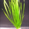 Glattblättrige Wasserschraube / Vallisneria Spiralis Im Bund