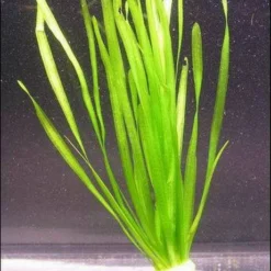 Glattblättrige Wasserschraube / Vallisneria Spiralis Im Bund
