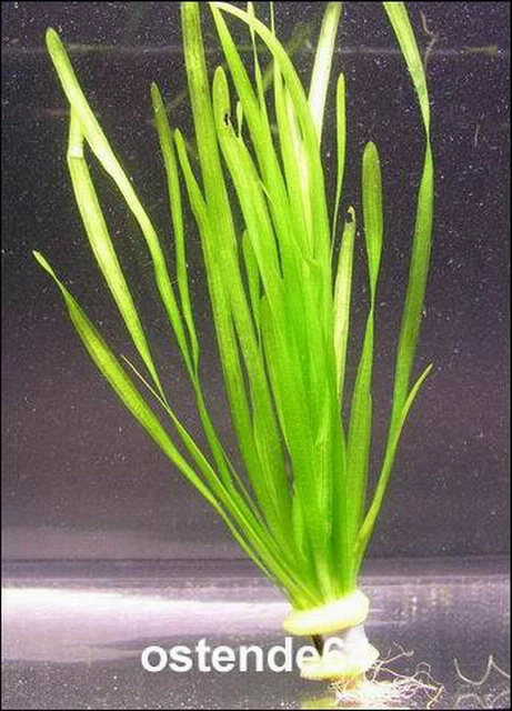 Glattblättrige Wasserschraube / Vallisneria Spiralis Im Bund 3 Glattblättrige Wasserschraube / Vallisneria Spiralis Im Bund